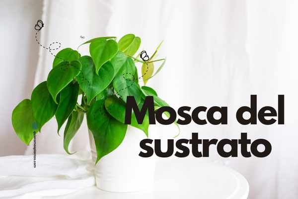 Moscas en el sustrato