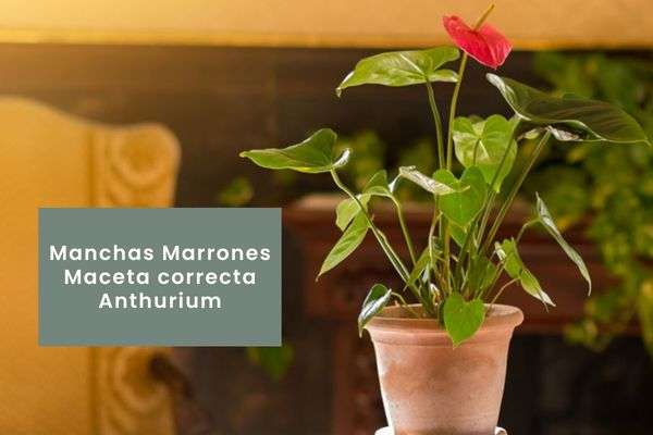 Anthurium- Guía de cuidados