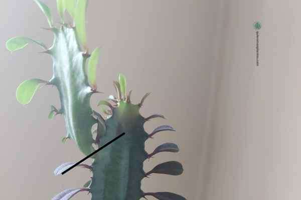 Cómo propagar una Euphorbia Trigona