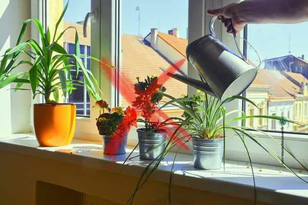 Moscas en el sustrato