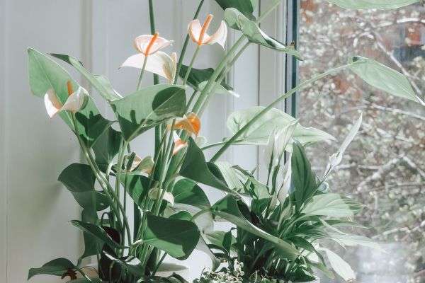 Anthurium- Guia de problemas