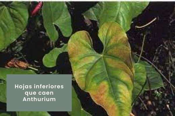 Anthurium- Guía de cuidados