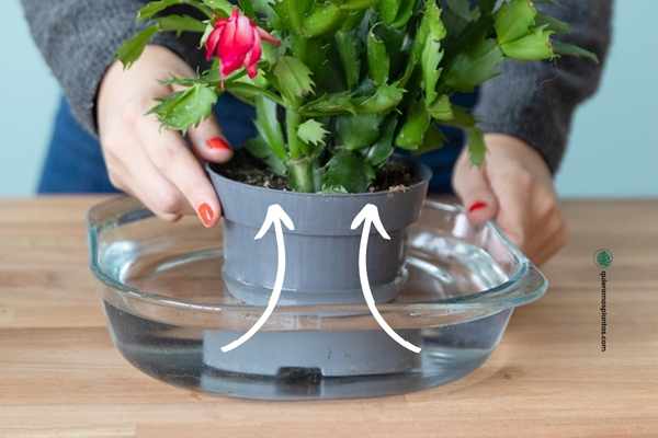 Moscas en el sustrato