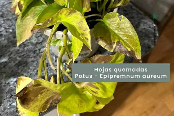 Pothos - Potus