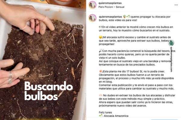 Como sacar bulbos del sustrato