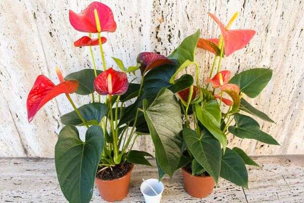 Anthurium- Guia de problemas