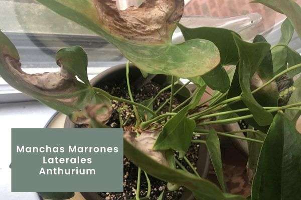 Anthurium- Guía de cuidados