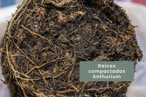 Anthurium- Guía de cuidados