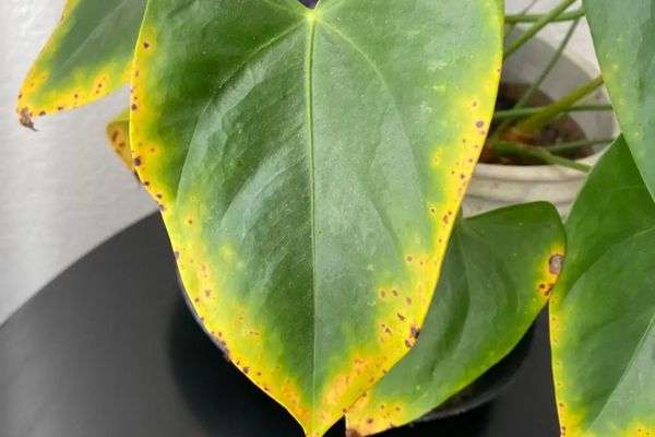 Anthurium- Guía de cuidados