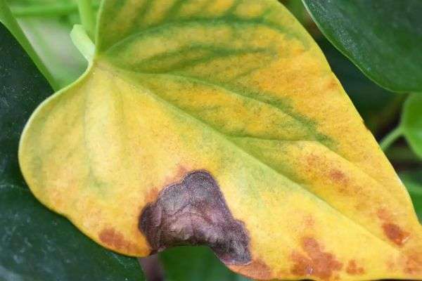 Anthurium- Guía de cuidados