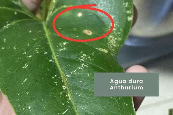 Anthurium- Guía de cuidados