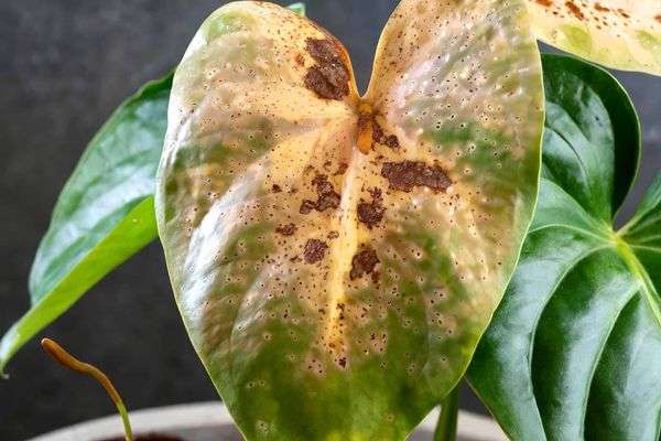 Anthurium- Guía de cuidados