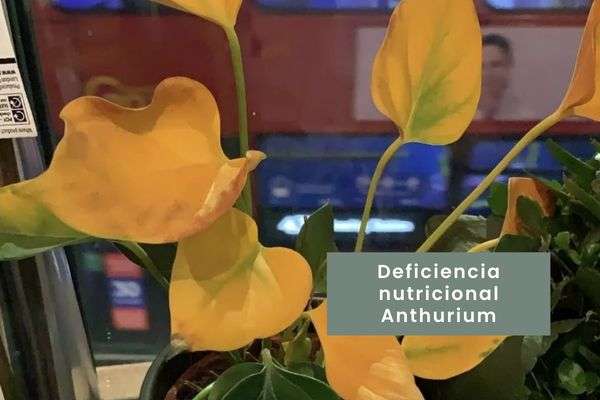 Anthurium- Guía de cuidados