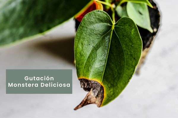 Anthurium- Guía de cuidados