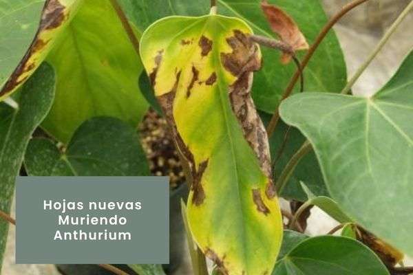 Anthurium- Guía de cuidados
