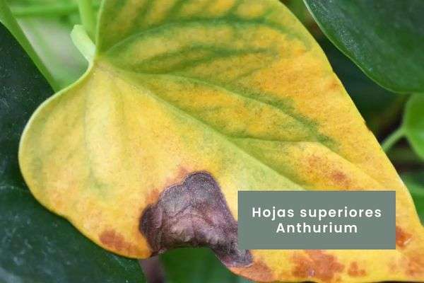 Anthurium- Guía de cuidados