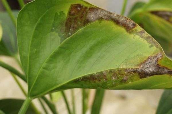 Anthurium- Guía de cuidados