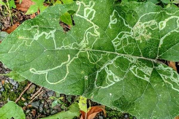 Anthurium- Guía de cuidados