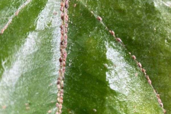 Anthurium- Guía de cuidados