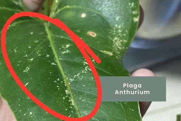 Anthurium- Guía de cuidados