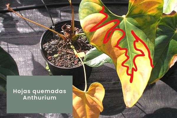 Anthurium- Guía de cuidados