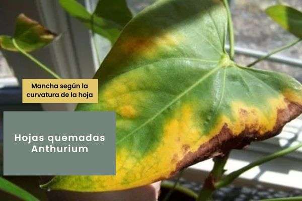 Anthurium- Guía de cuidados