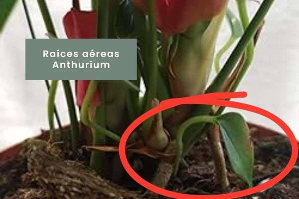 Anthurium- Guía de cuidados
