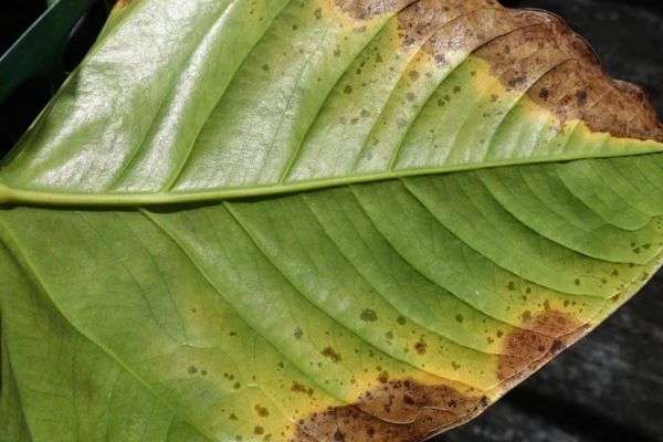 Anthurium- Guía de cuidados