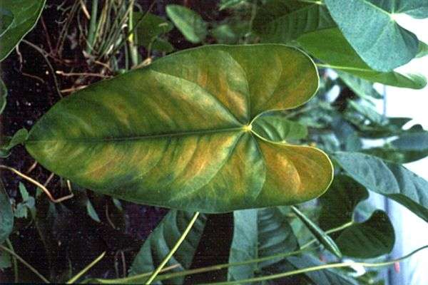Anthurium- Guía de cuidados