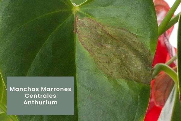 Anthurium- Guía de cuidados