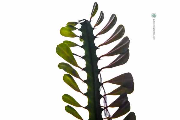 Euphorbia Trigona