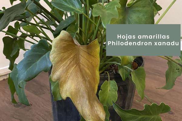 Philodendron xanadu - Hojas amarillas problemas