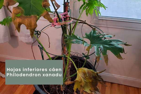 Philodendron xanadu - problemas