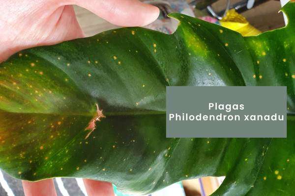 Philodendron xanadu -plagas