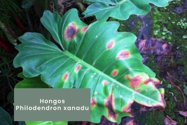 Philodendron xanadu - Hongos plagas