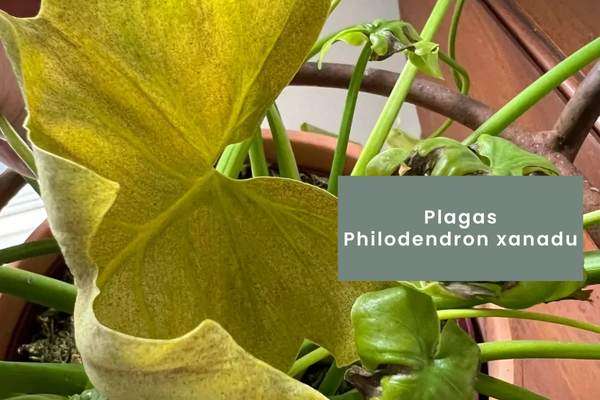 Philodendron xanadu - arañuela