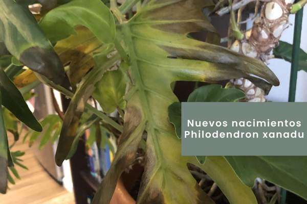Exceso o falta de humedad en el Philodendron xanadu -