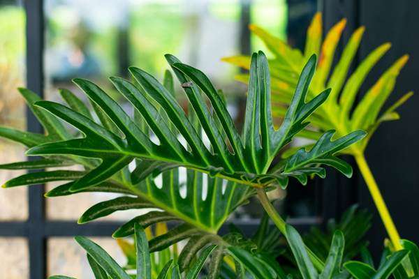 Philodendron xanadu - guia