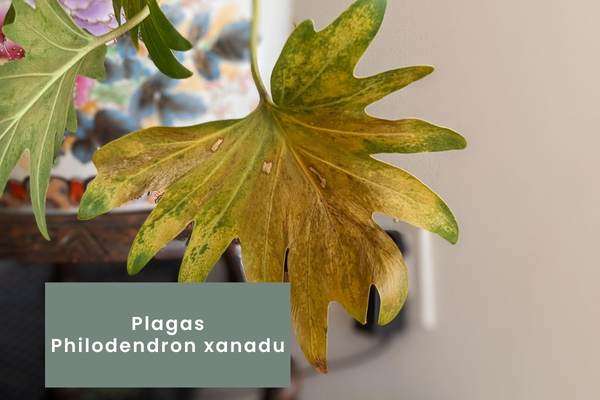 Philodendron xanadu -Plagas