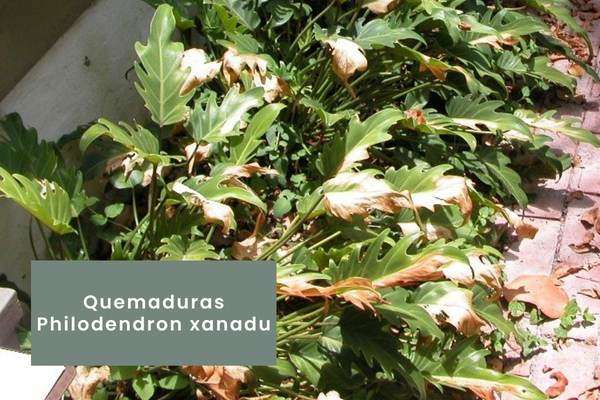 Hojas quemadas - Philodendron xanadu