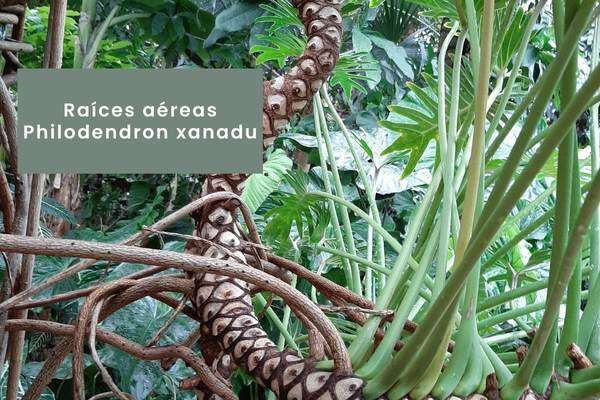 Philodendron xanadu -