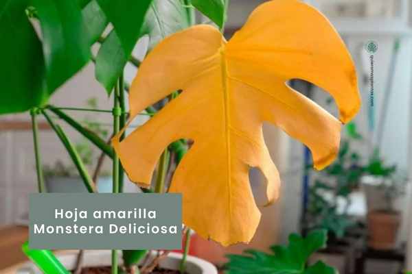 Hojas amarillas monstera