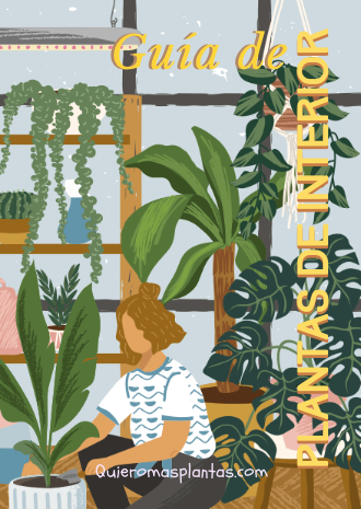 Guía de cuidados para plantas de interior, descargala GRATIS