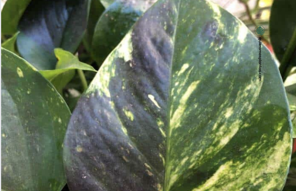 Negrilla sobre potus