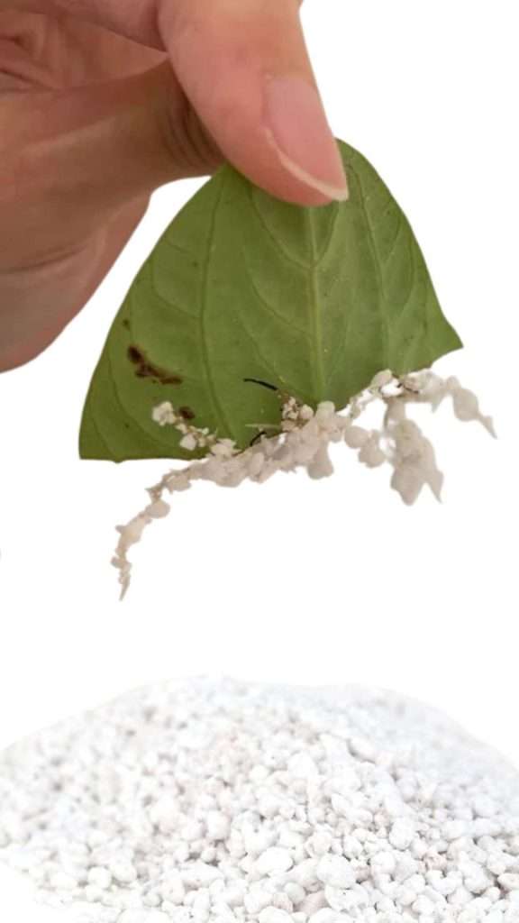 Perlita - propagaciones