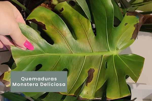 Hoja quemada por el sol