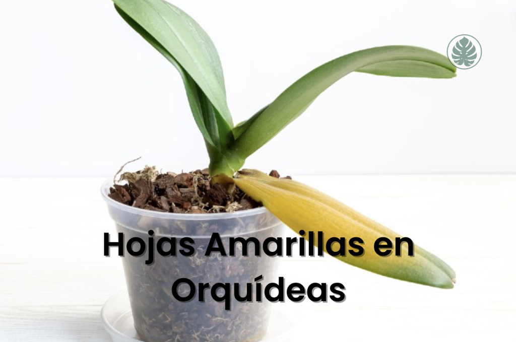 Hojas Amarillas en Orquídeas