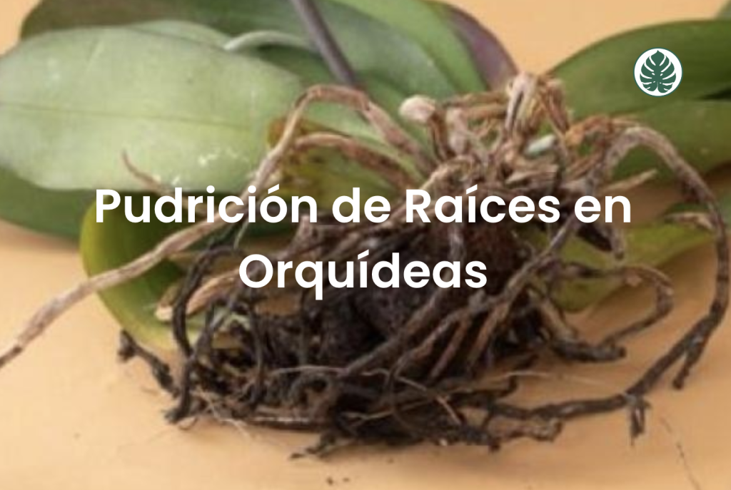 Pudrició de Raíces en Orquídeas