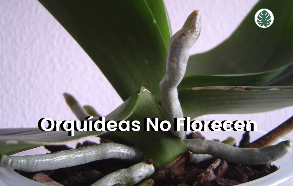 Orquídeas No Florecen