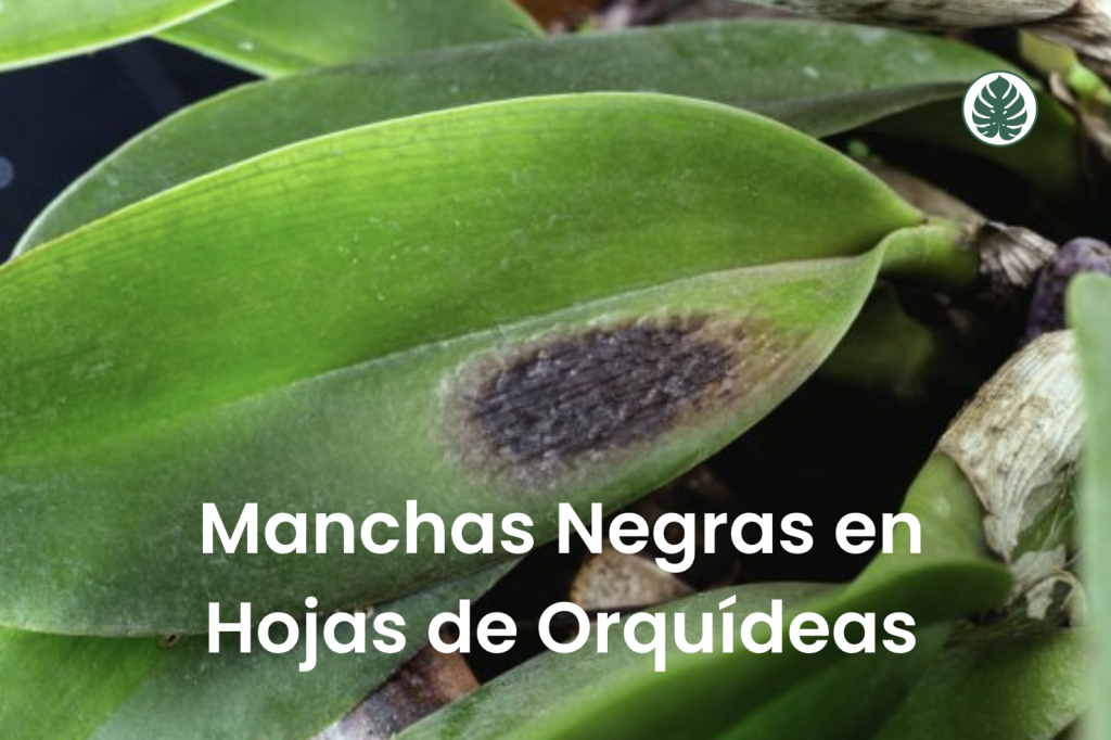 Manchas Negras en Hojas de Orquídeas